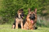 BERGER ALLEMAND 1361